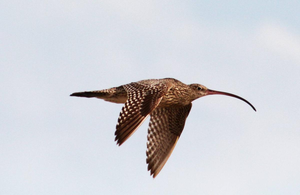 far-eastern-curlew.jpg